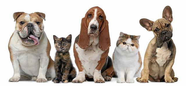 Kiedy warto sięgnąć po preparaty witaminowe i suplementy dla kotów lub psów?