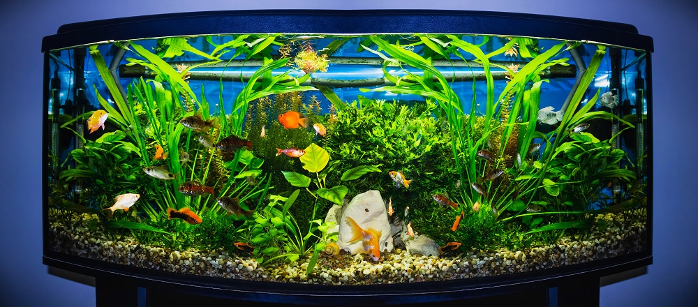 Rośliny akwariowe i ich rozmieszczenie w akwarium