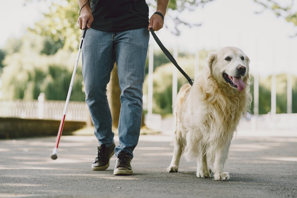 Psy przewodnicy – najlepsi przyjaciele osób niewidomych