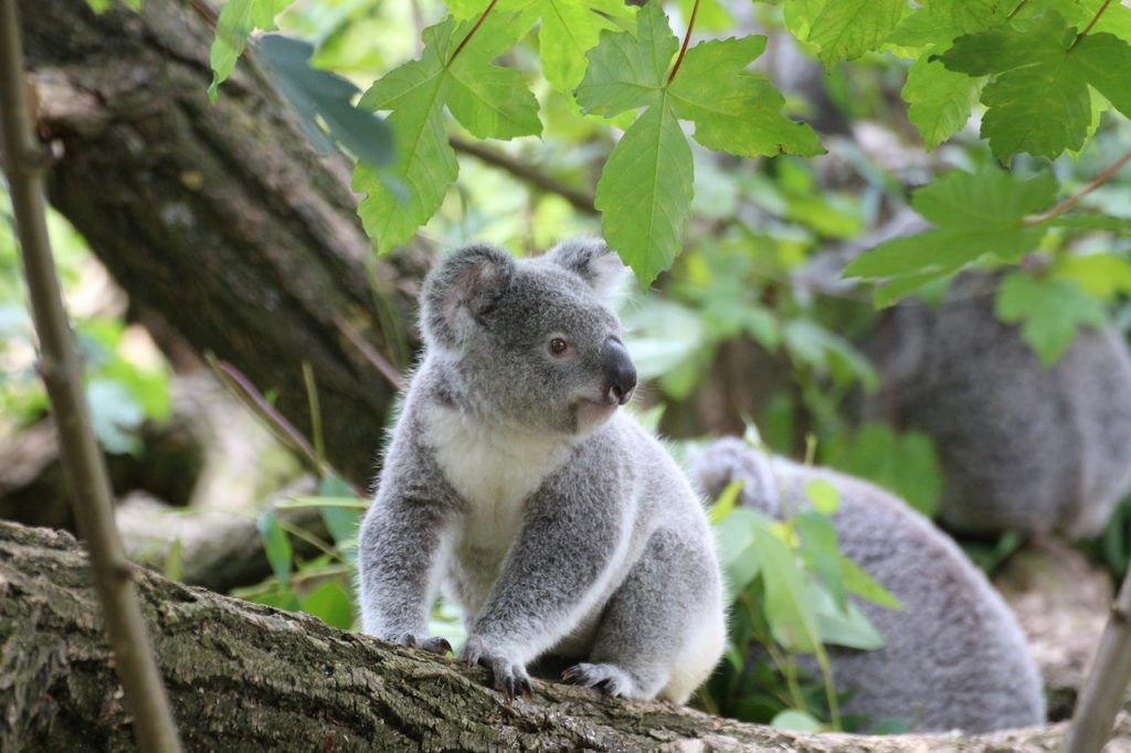 5 ciekawych zwierząt z Australii – poznaj niesamowitą australijską faunę!