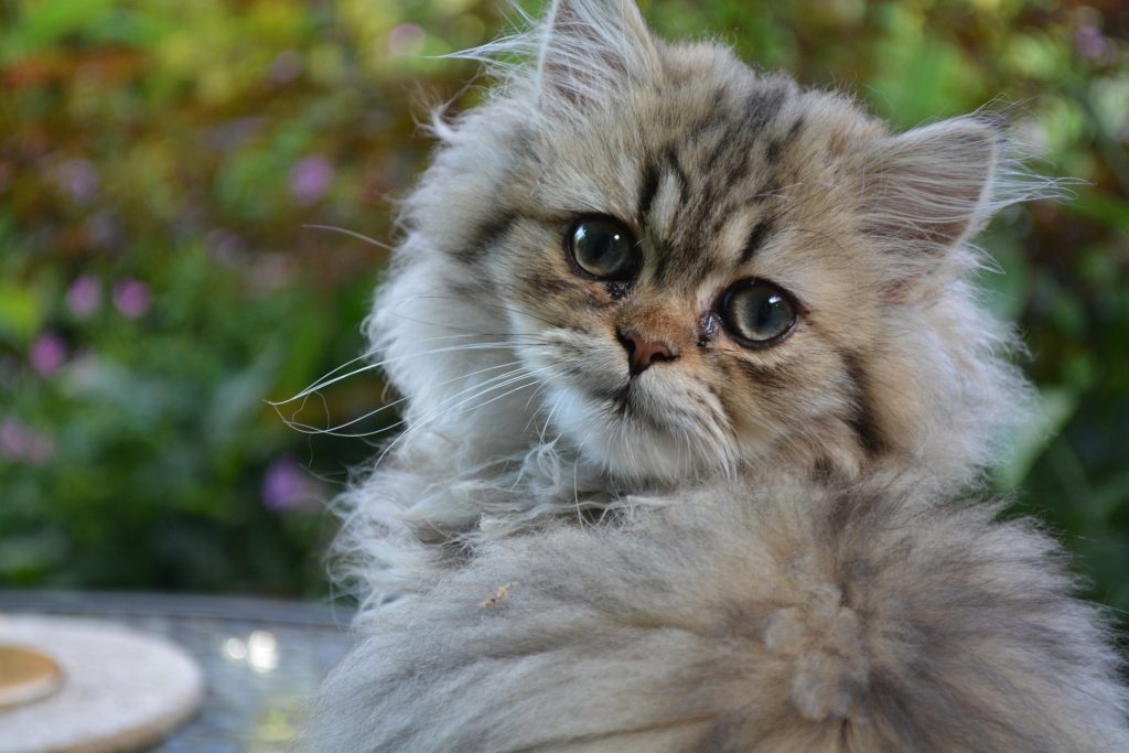 Kot perski dwukolorowy (bicolour)