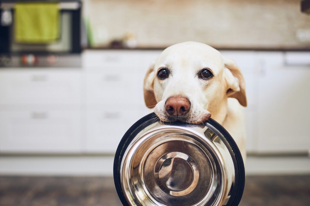 Karmy dla psa – jak wybrać odpowiednią?