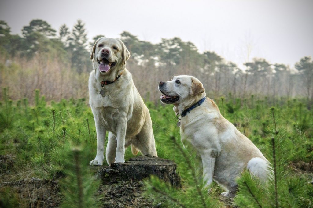 Labrador retriever – to warto wiedzieć o tej rasie psów