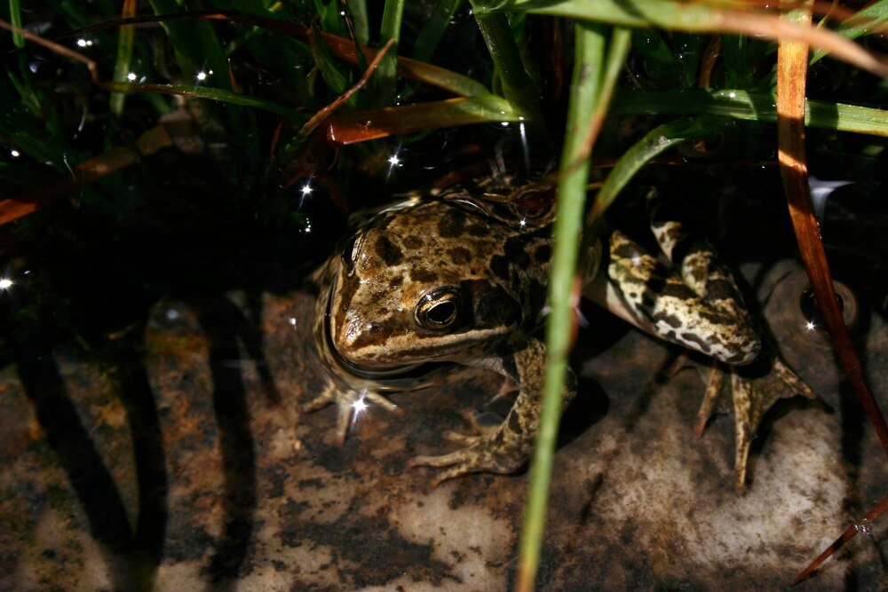 Jakie warunki potrzebuje żaba rogata w terrarium?