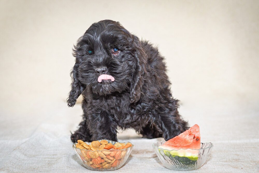 Najlepsza karma dla Shih Tzu: Kompleksowy przewodnik żywieniowy dla Twojego pupila