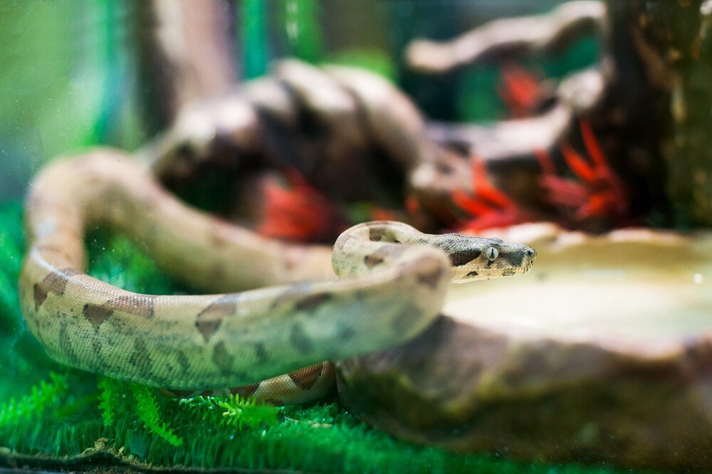 Terrarium dla węża zbożowego – budowa i akcesoria