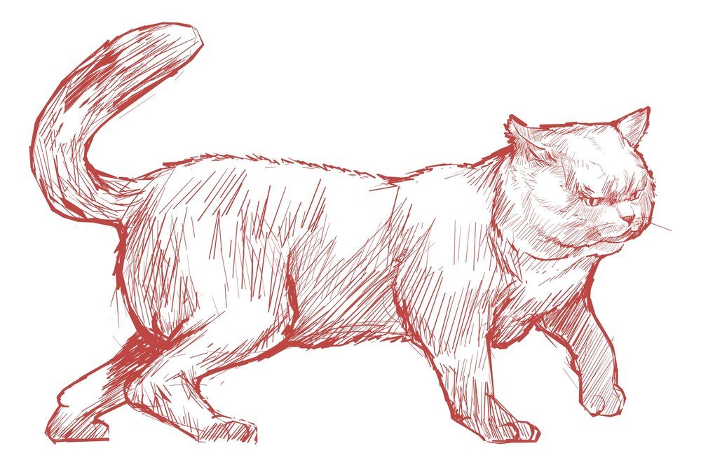 Anatomia kota: Kompletny przewodnik po budowie i funkcjach narządów