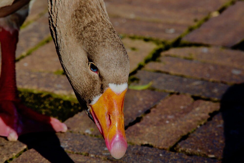 Czym karmić kaczki? Porady dla początkujących hodowców