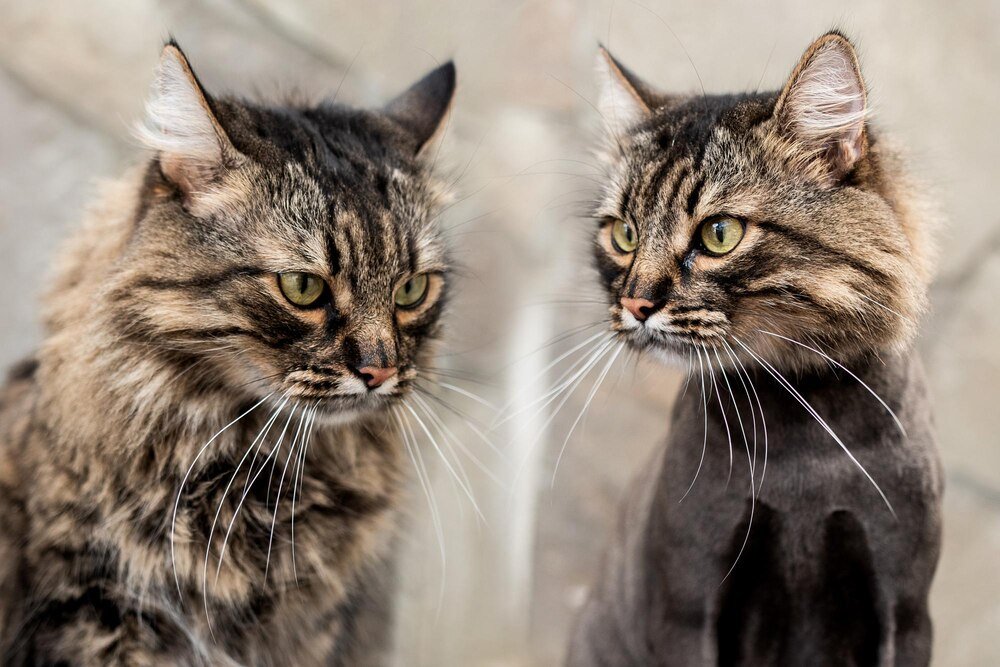 Najpopularniejsze rasy kotów – ranking i charakterystyka